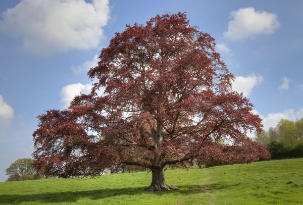 Beech Tree Pruning in Rockledge