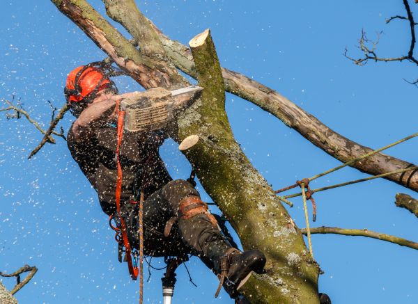Tree Trimming Service in Rockledge