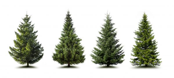 Cost of Pine Tree Trimming in Rockledge