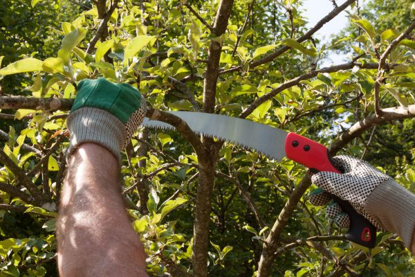 Apple Tree Trimming in Rockledge