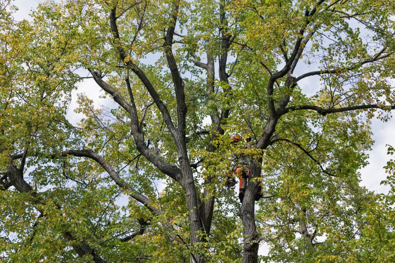 Arborist Climbing