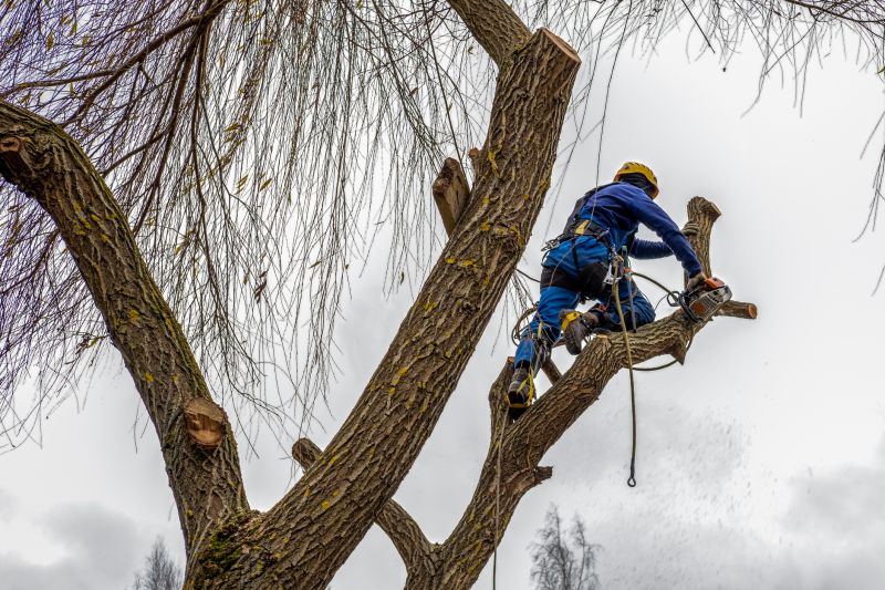 Climbing Tree Care