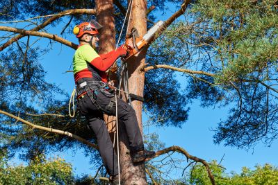Healthy Tree Maintenance